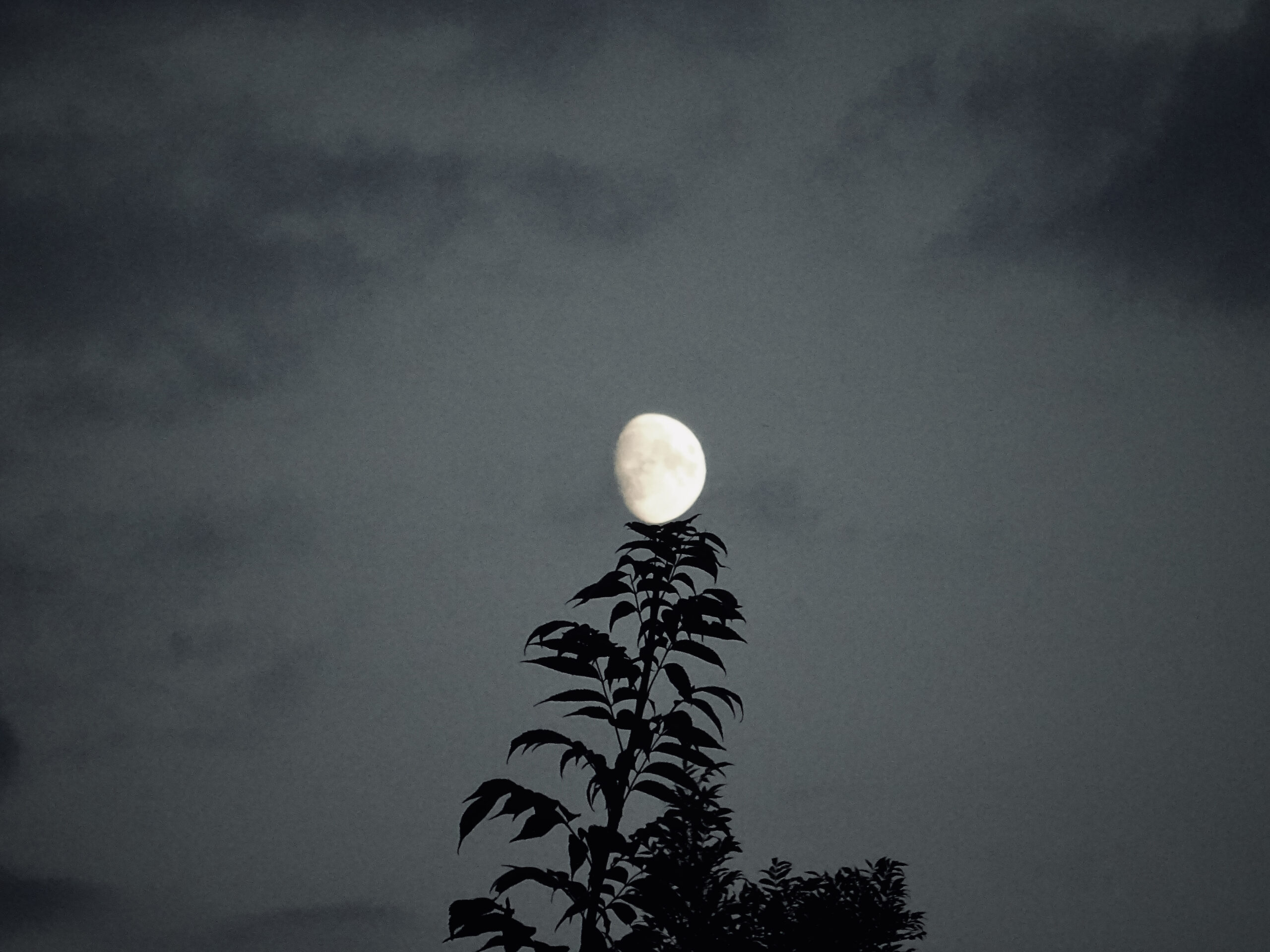 lune sur un arbre